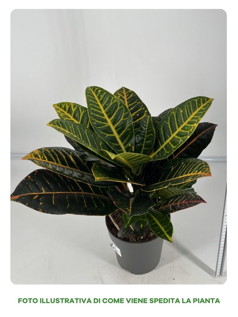 CODIAEUM PETRA VASO 17CM