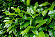 PRUNUS LAUROCERASUS LAURO DA SIEPE VASO 18CM