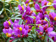 POLYGALA MYRTIFOLIA VASO 17CM
