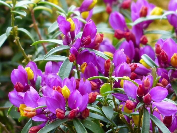 POLYGALA MYRTIFOLIA VASO 17CM