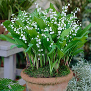MUGHETTO BIANCO CONVALLARIA MAJALIS VASO 9CM