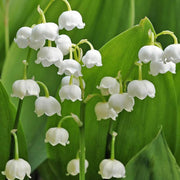 CONVALLARIA MAJALIS IN VASO 10CM