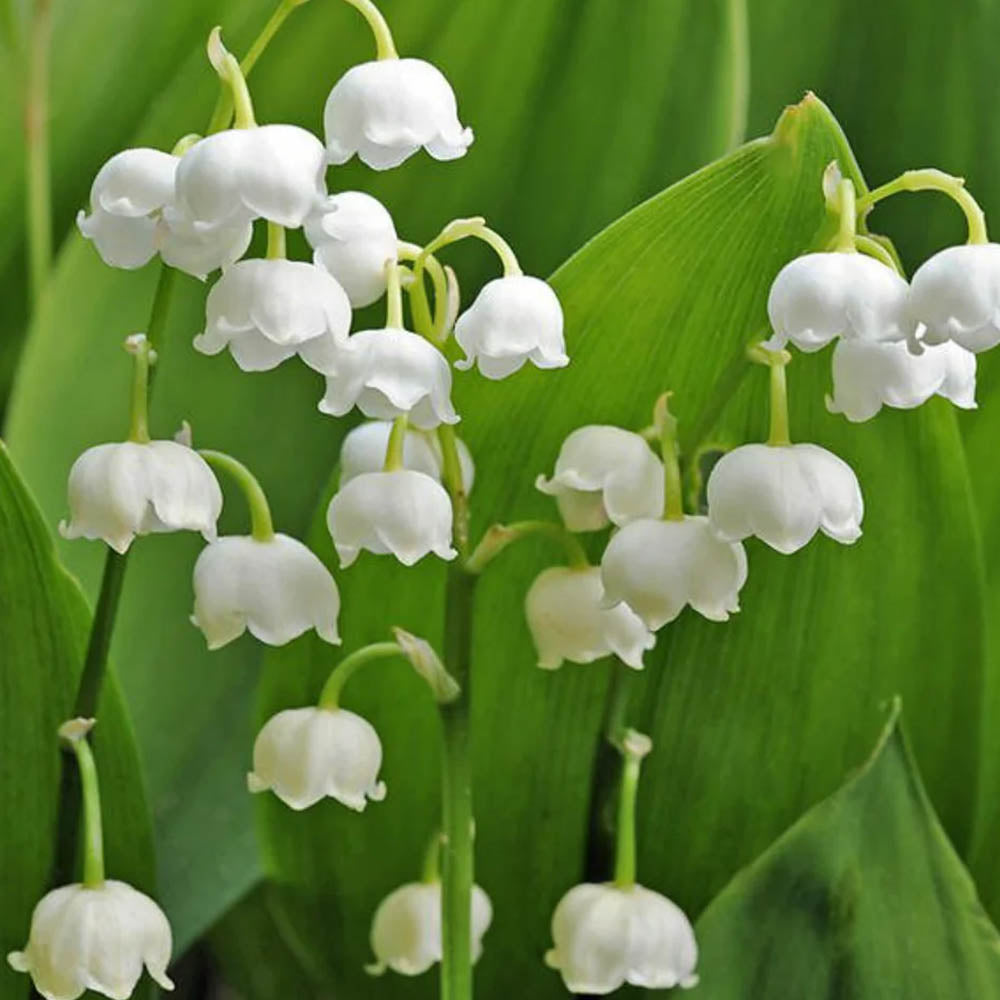 CONVALLARIA MAJALIS IN VASO 10CM