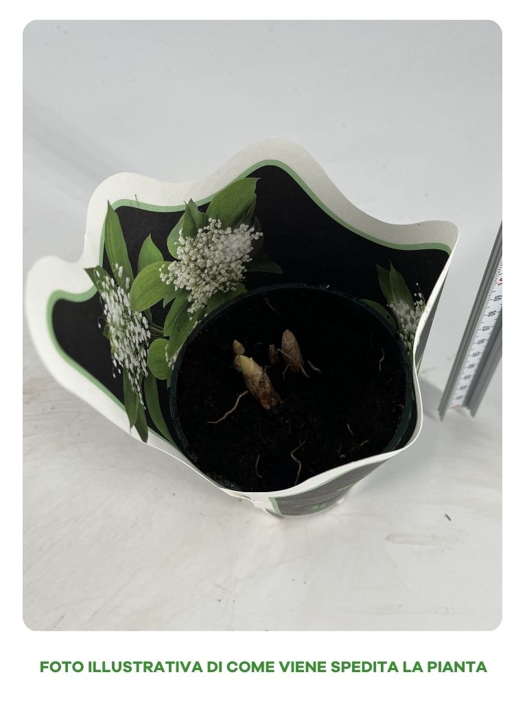 CONVALLARIA MAJALIS IN VASO 10CM