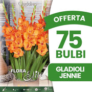OFFERTA 75 BULBI GLADIOLI GLADDIES JENNIE