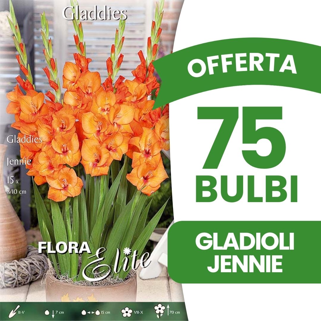 OFFERTA 75 BULBI GLADIOLI GLADDIES JENNIE