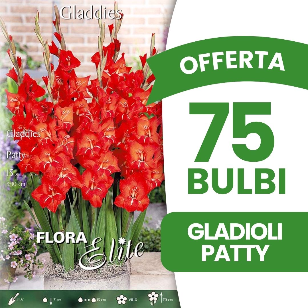 OFFERTA 75 BULBI GLADIOLI GLADDIES PATTY