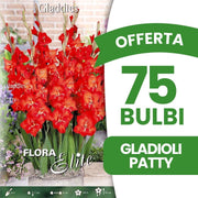 OFFERTA 75 BULBI GLADIOLI GLADDIES PATTY