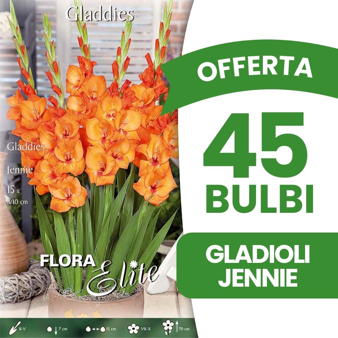OFFERTA 45 BULBI GLADIOLI GLADDIES JENNIE