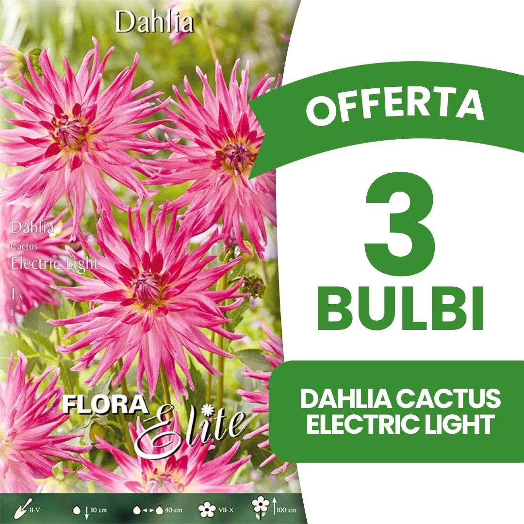 OFFERTA 3 BULBI DAHLIA CACTUS ELECTRIC LIGHT