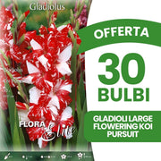 OFFERTA 30 BULBI GLADIOLI LARGE FLOWERING KOI PURSUIT