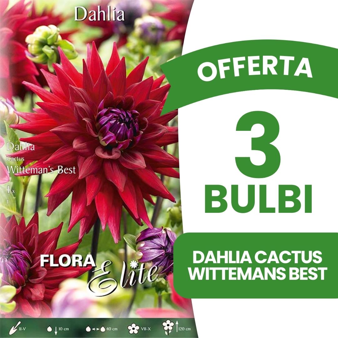OFFERTA 3 BULBI DAHLIA CACTUS WITTEMANS BEST