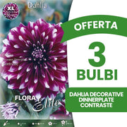 OFFERTA 3 BULBI DAHLIA DECORATIVE DINNERPLATE CONTRASTE XL