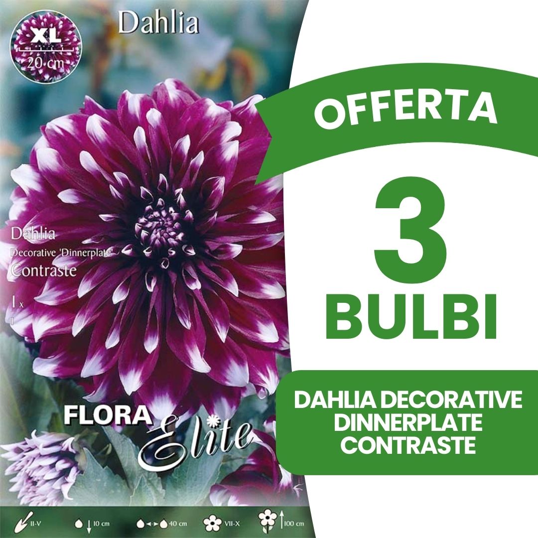 OFFERTA 3 BULBI DAHLIA DECORATIVE DINNERPLATE CONTRASTE XL