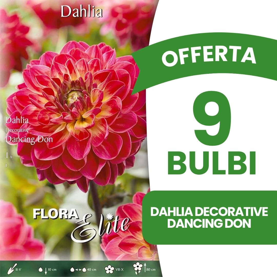 OFFERTA 9 BULBI DAHLIA DECORATIVE DANCING DON