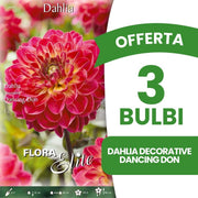 OFFERTA 3 BULBI DAHLIA DECORATIVE DANCING DON
