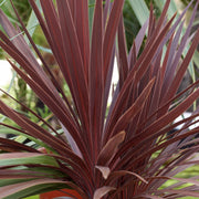 CORDYLINE RED STAR VASO 19CM