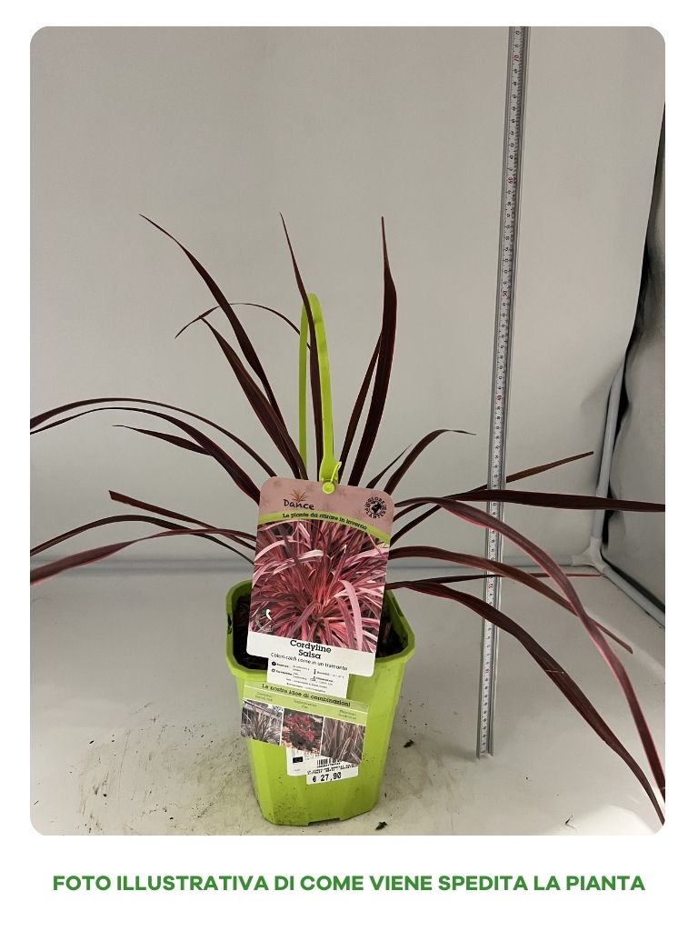 CORDYLINE SALSA IN VASO 19CM