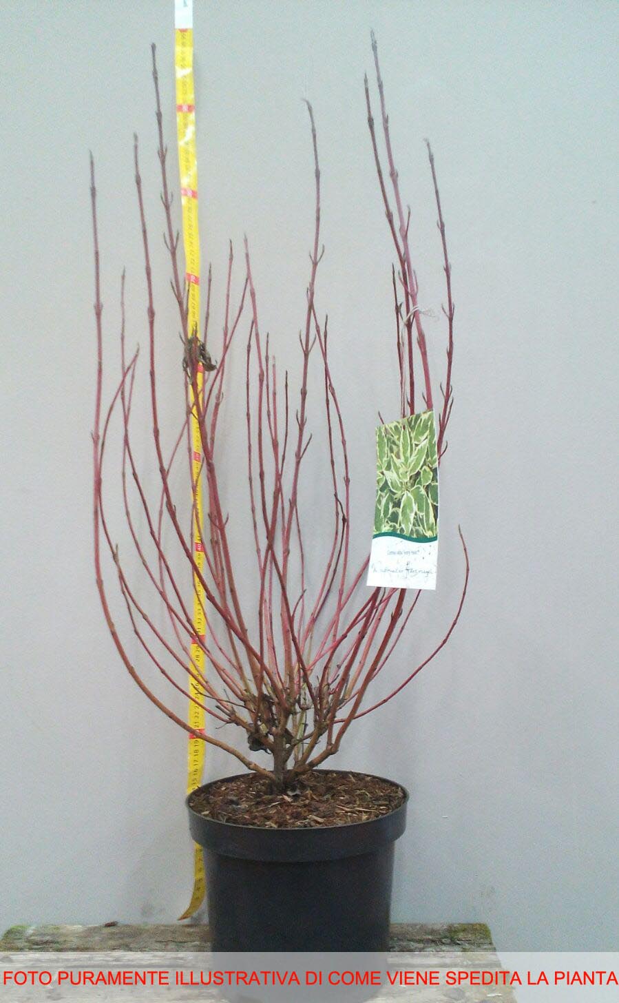 CORNUS ALBA KESSELRINGII IN VASO 19CM