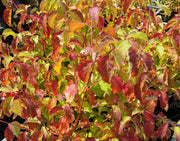 CORNUS SANGUINEA WINTER BEAUTY IN VASO 20CM