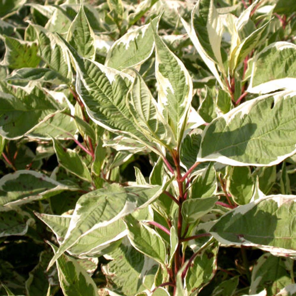 CORNUS ALBA IVORY HALO IN VASO DA 18CM