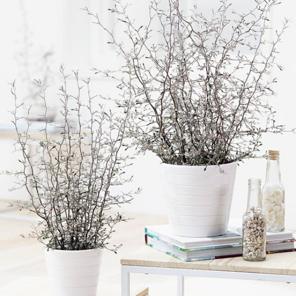 COROKIA MAORI SILVER VASO 14CM