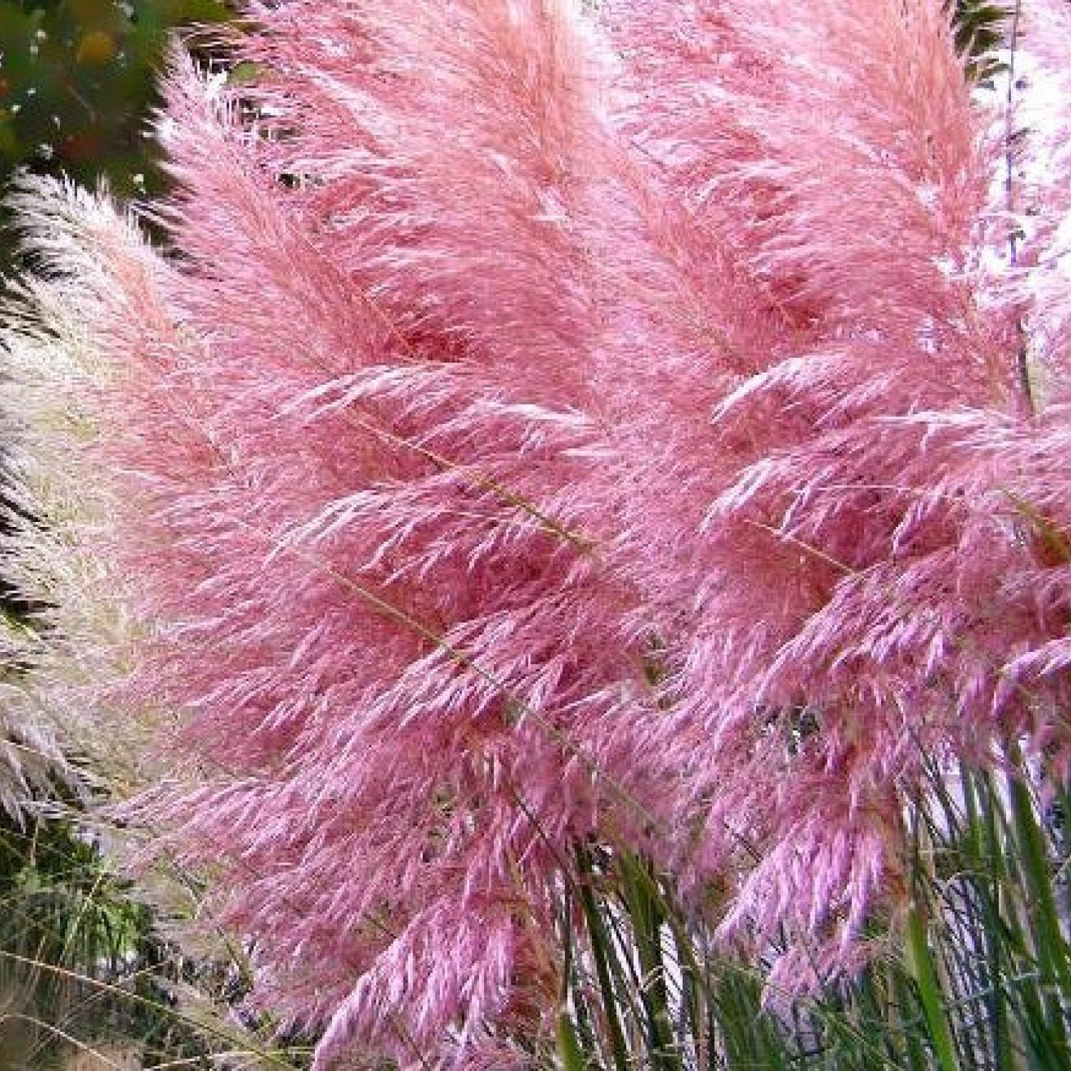Cortaderia Selloana Rosea in vaso da 23cm
