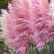 Cortaderia Selloana Rosea in vaso da 23cm