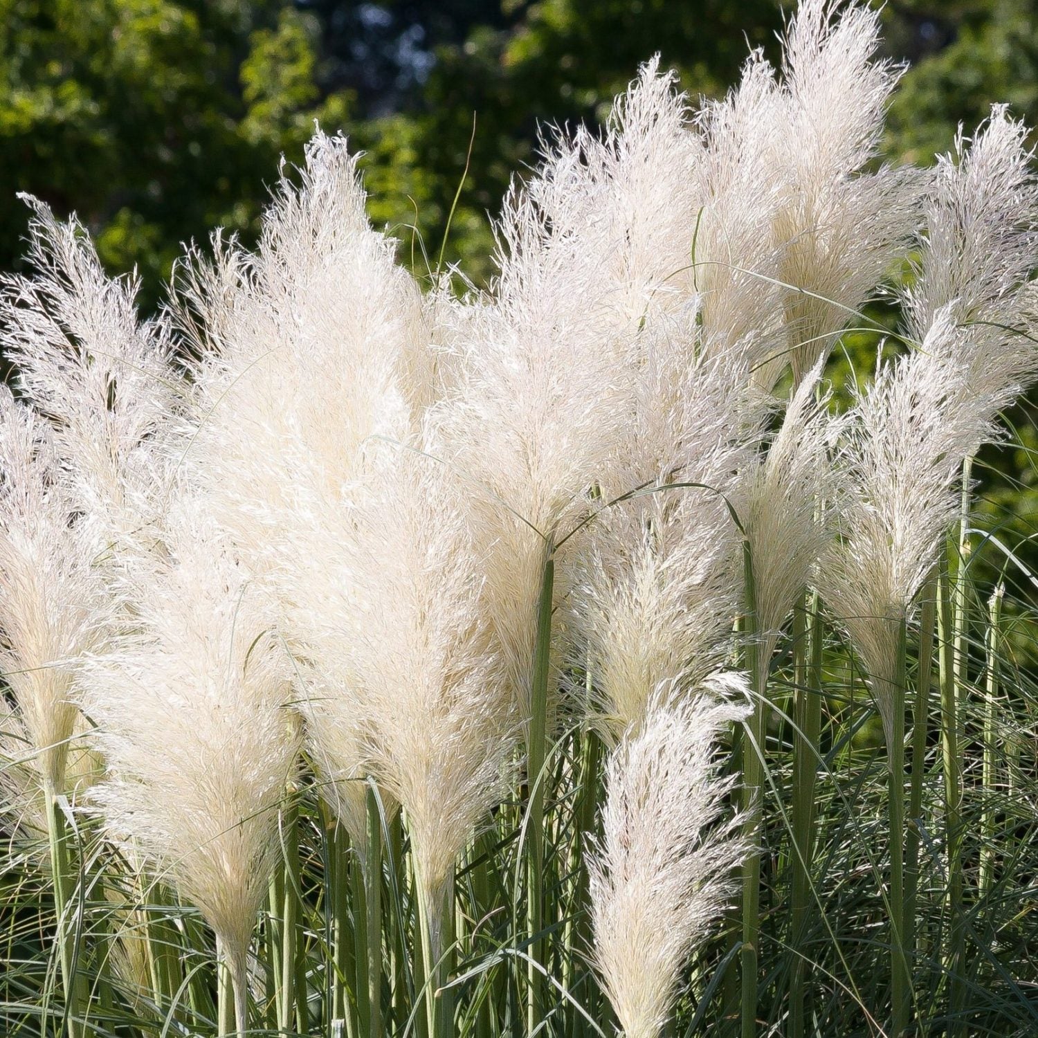 Cortaderia Selloana Bianca in vaso da 23cm