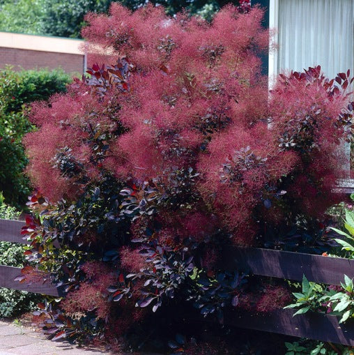 COTINUS COGGYGRIA ROYAL PURPLE VASO 15CM