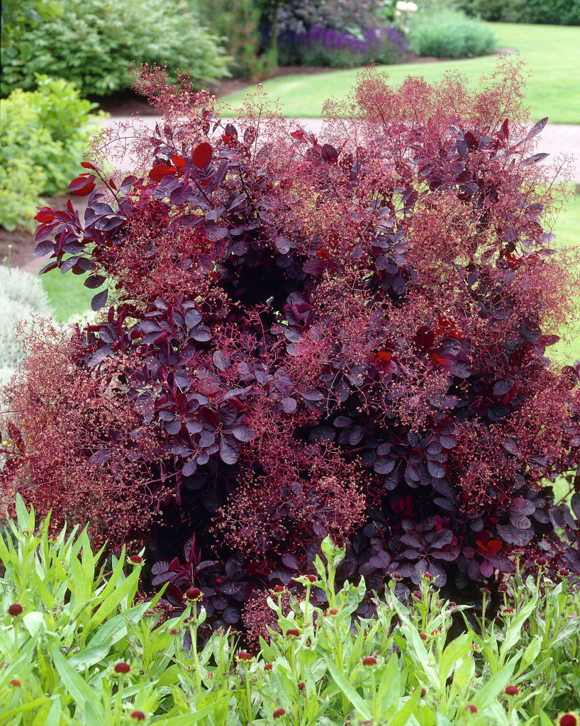 COTINUS COGGYGRIA ROYAL PURPLE VASO 15CM