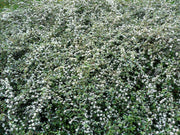 COTONEASTER DAMMERI RADICANS IN VASO 11CM