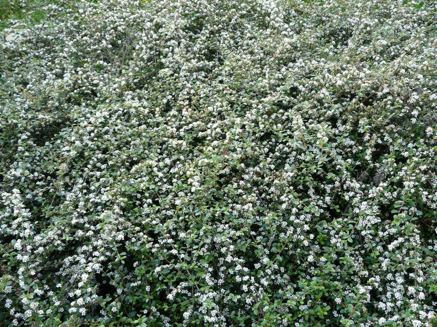 COTONEASTER DAMMERI RADICANS IN VASO 11CM