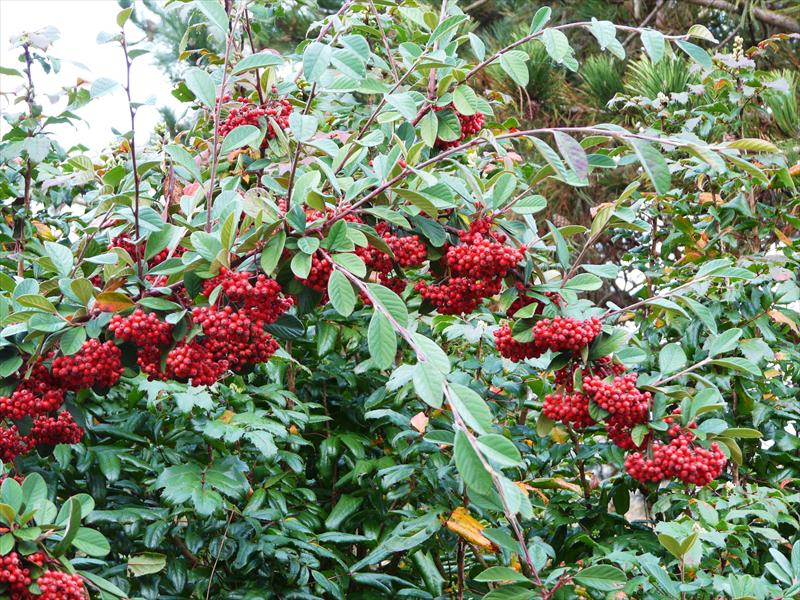 COTONEASTER COTOGNASTRO LACTEUS VASO 18CM