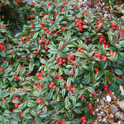 COTONEASTER COTOGNASTRO GNOM VASO 12CM
