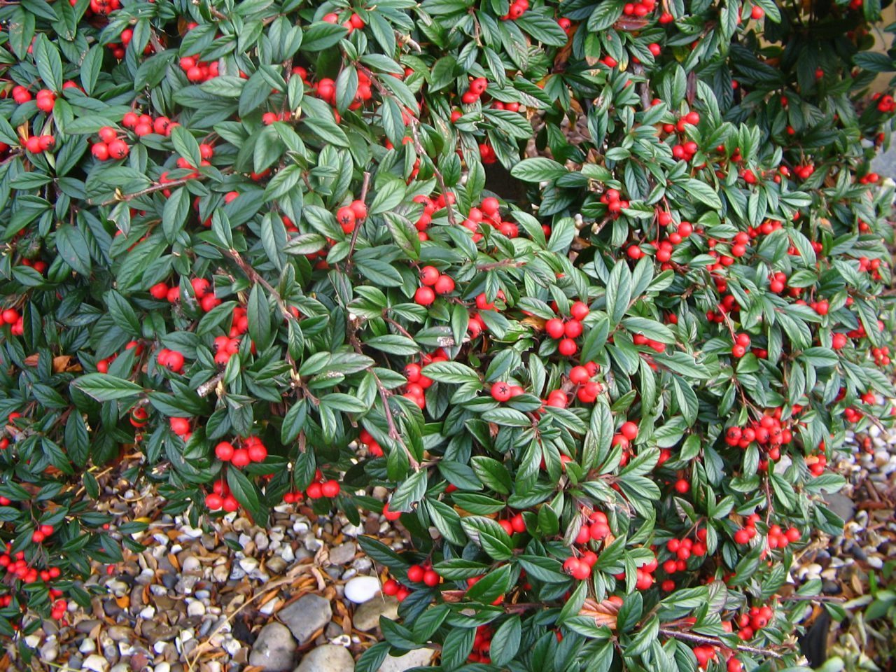 COTONEASTER COTOGNASTRO SALICIFOLIUS REPENS VASO 18CM