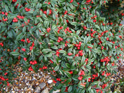 COTONEASTER COTOGNASTRO SALICIFOLIUS REPENS VASO 12CM