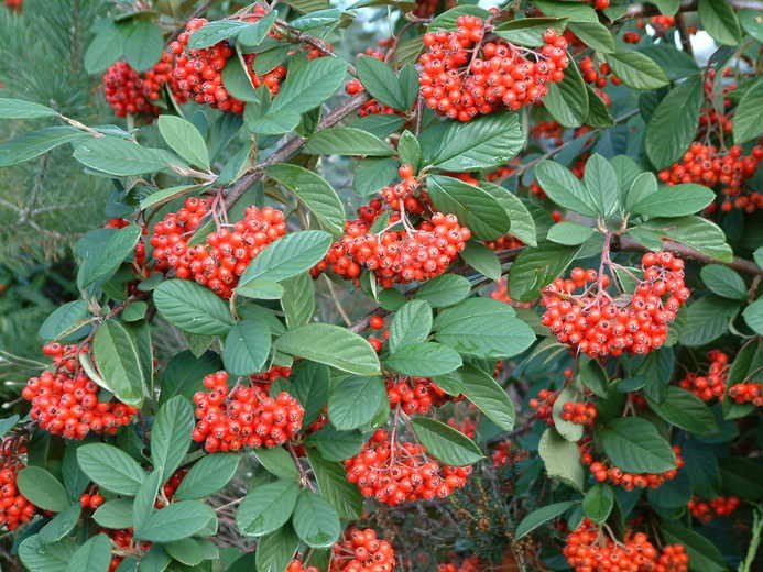 COTONEASTER COTOGNASTRO LACTEUS VASO 18CM