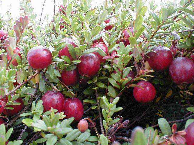 MIRTILLO AMERICANO CRANBERRY VASO 10CM