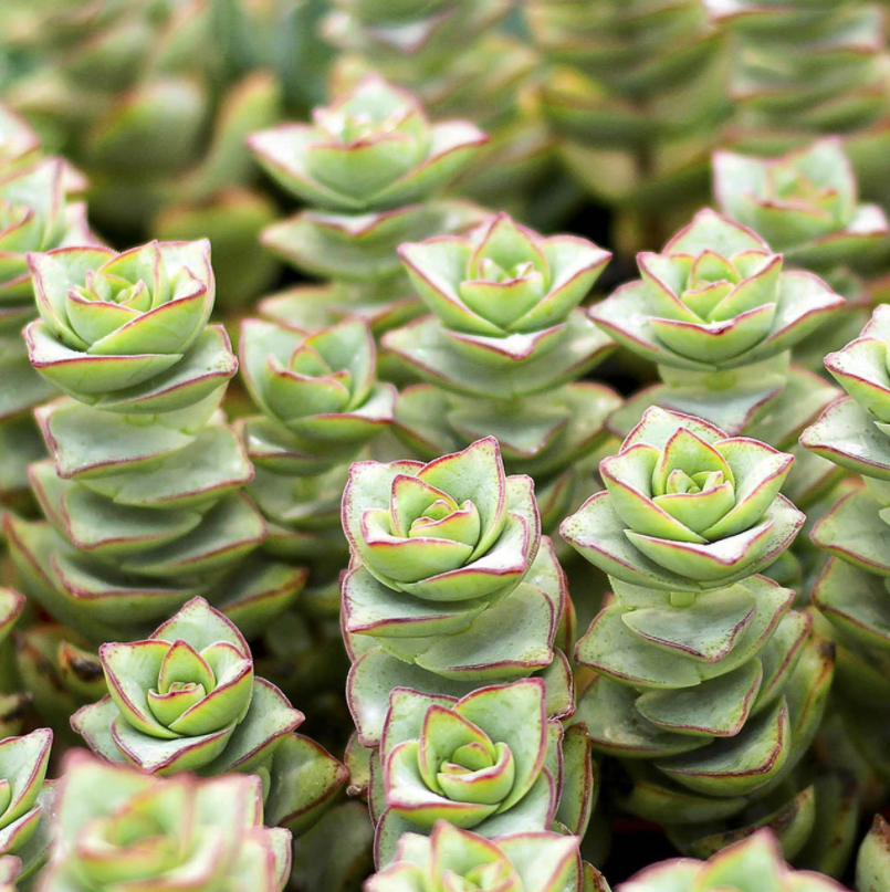 CRASSULA PERFORATA VASO 8.5CM