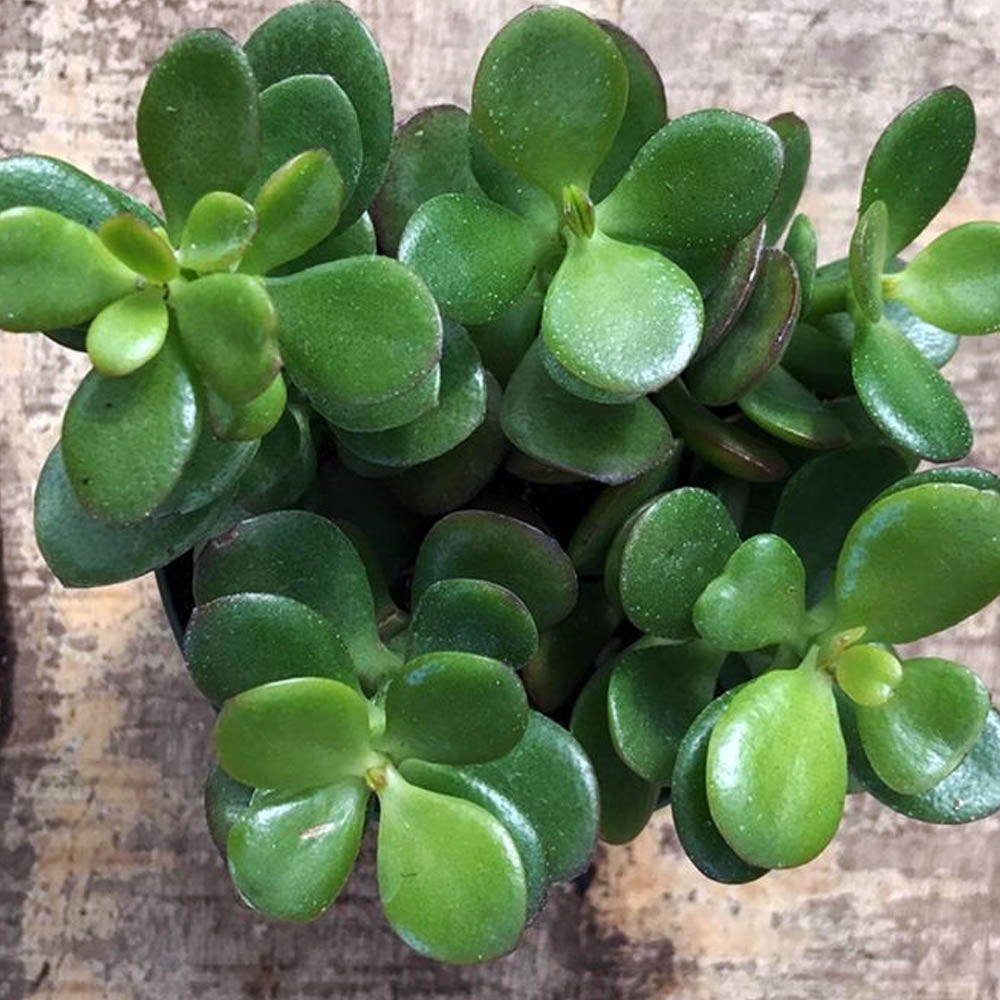 CRASSULA CONVOLUTA IN VASO DA 9CM
