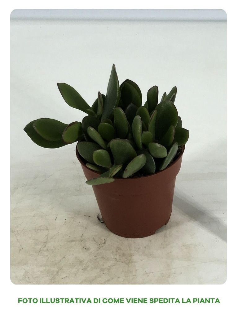 CRASSULA CONVOLUTA IN VASO DA 9CM