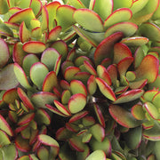 CRASSULA OVATA VASO 13CM