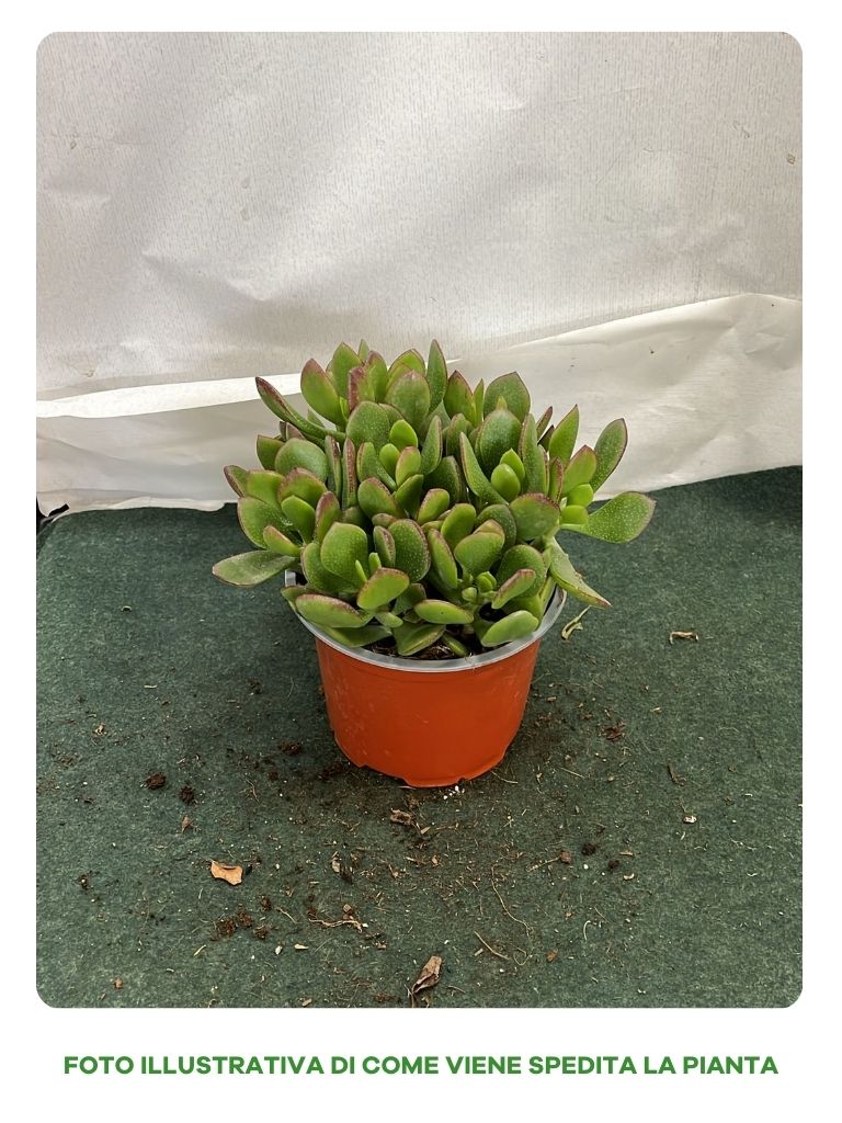 CRASSULA OVATA VASO 13CM
