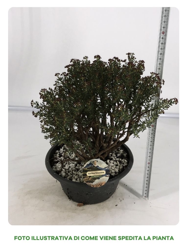 CRASSULA SARCOCAULIS IN VASO DA 22CM