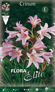 CRINUM POWELLII (CONFEZIONE DA 1 BULBO)