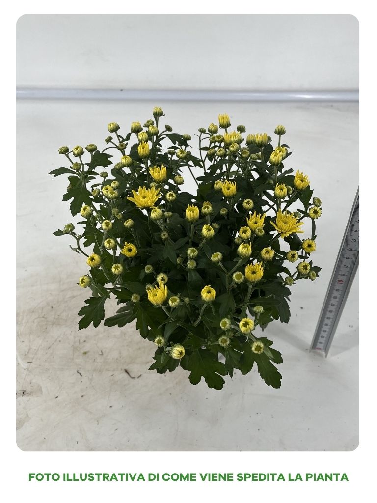 CRISANTEMO SAN CARLINO IN VASO DA 10,5CM ASSORTITO
