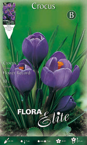 CROCUS FLOWER RECORD (CONFEZIONE 10 BULBI)