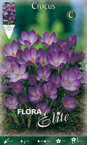 CROCUS TOMMASINIANUS RUBY GIANT (CONFEZIONE 15 BULBI)