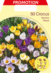 CROCUS SPECIES MIX DI COLORI (CONFEZIONE DA 50 BULBI)